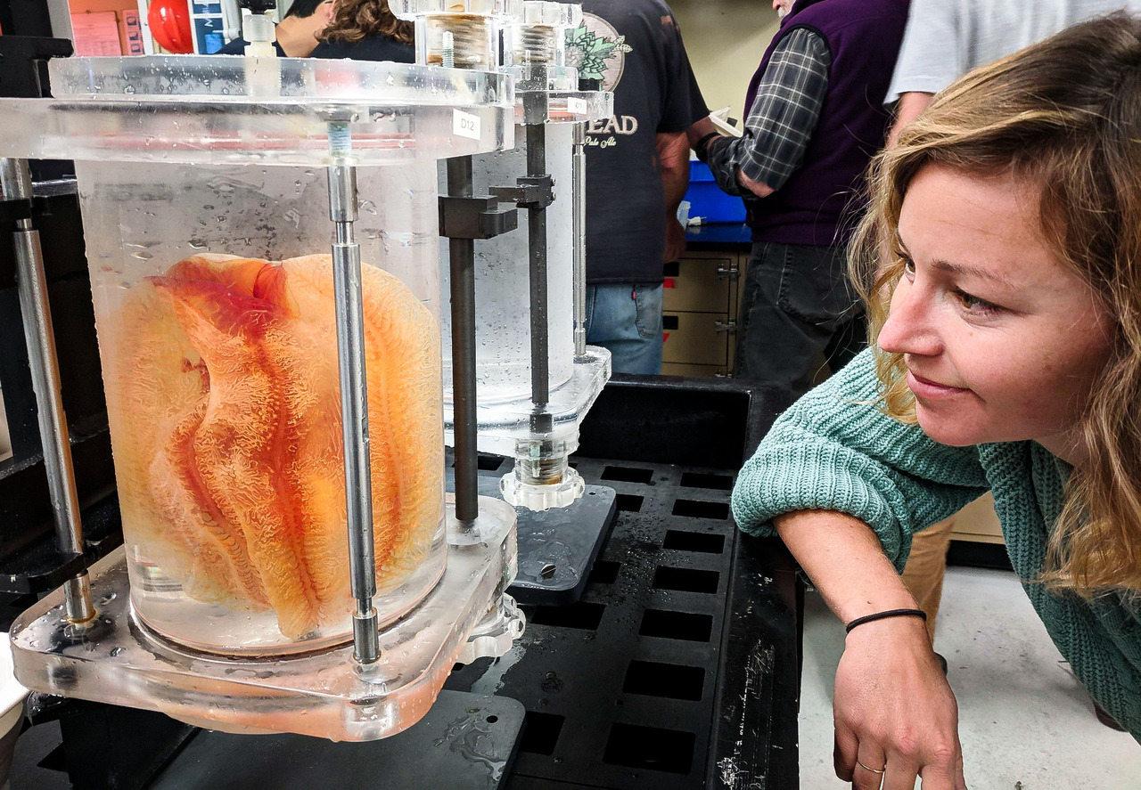 OK, now THAT’s excit-ctene! Our jelly aquarist extraordinaire MacKenzie is at sea with the Monterey Bay Aquarium Research Institute to study deep-sea jellies, including this *huge* and undescribed Aulacoctena comb jelly!
Mackenzie joins a team from...