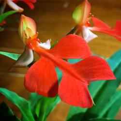 youcanleadahorticulture:  Habenaria rhodocheila 