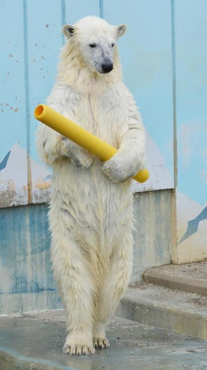 Polar bear “Milk” at Kushiro Zoo, Hokkaido Japan