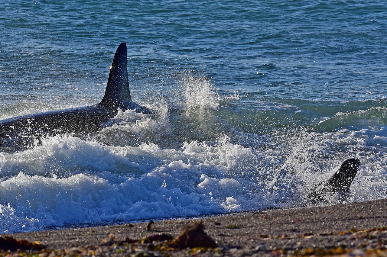 PAO, AL ATAQUE. La temporada de orcas 2016 en Punta Norte ha sido hasta ahora una de las más exitosas en cuanto a cantidad de avistajes de los últimos 10 años. Turistas y fotógrafos de todo el mundo llegan entre marzo y abril a verlas. Hay tres...