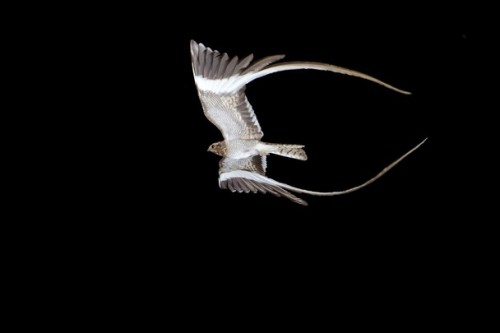 typhlonectes:potatobirds:pennant-winged nightjar (Caprimulgus vexillarius), Africaphotos: tanzaniabi