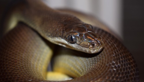 Jezebel is sooooo beautiful. And feisty&hellip; :&rsquo;(Australian Water Python (Liasis fuscus)