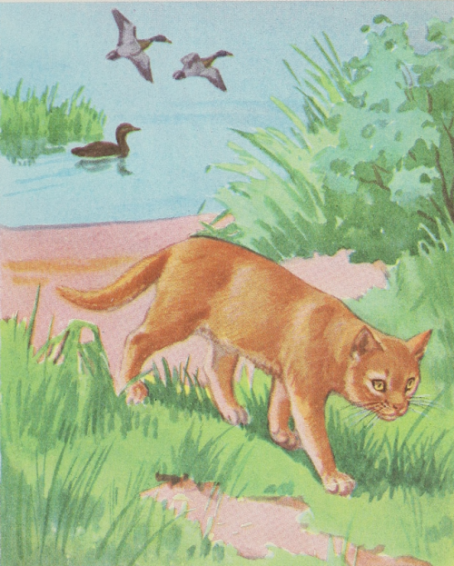 nemfrog:Cat behavior. Look and learn. 1940.