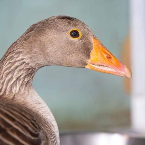 This greylag goose was rescued by Simon after being found not using one leg. Whilst relatively easy 