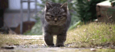 thecutestcatever:beyondthechrysalis:Tup tup tupOh lawd he comin