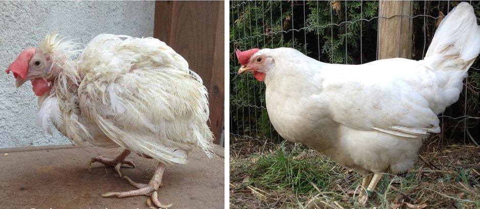 teen-s0uls:  coolthingoftheday:A caged chicken on the day it was let out of it’s
