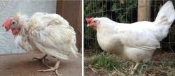 coolthingoftheday:A caged chicken on the day it was let out of it’s cage - and the same chicken three months later after enjoying a free-range life. I know this isn’t what I normally post, but animal welfare is important to me.  Damn now that chicken