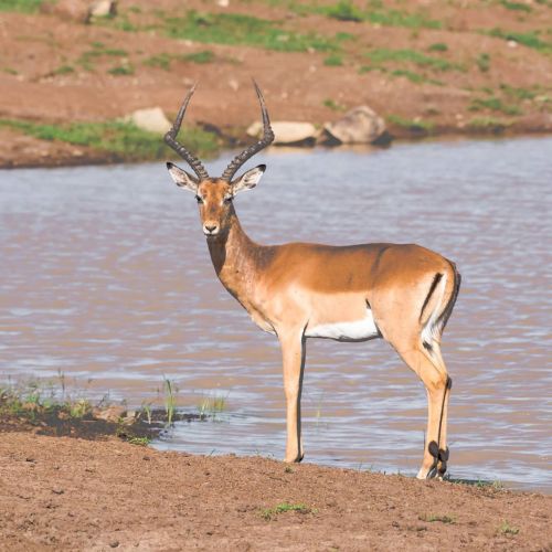 Impala | Nairobi | Kenya | Nikon Gears @kenyanviewscommunity @nairobivirals The impala is a medium-s