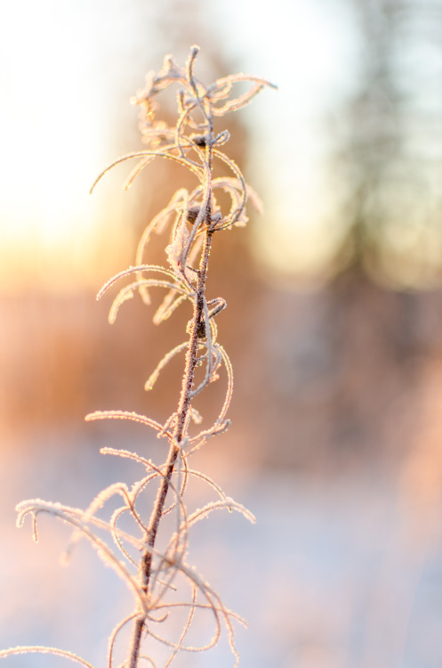 jeanpolfus:  Winter flowers. Tulit’a, Northwest Territories, Canada.