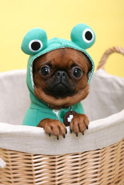 funnyordie:  Frog-Dog