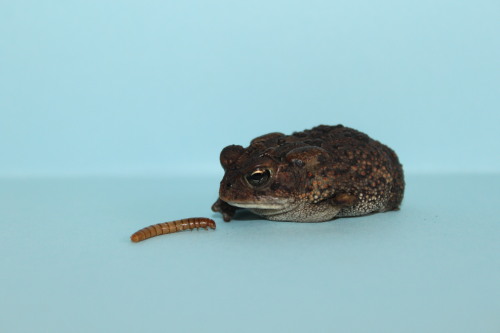 toadschooled:strongerbottles:This little shit is Pudgington.He’s a one legged toad who wants to promote body positivity and racial equality. Pudge is a pro feminist and resides in Florida, home of the gators, sun, and serial killers.Expect more Pudge