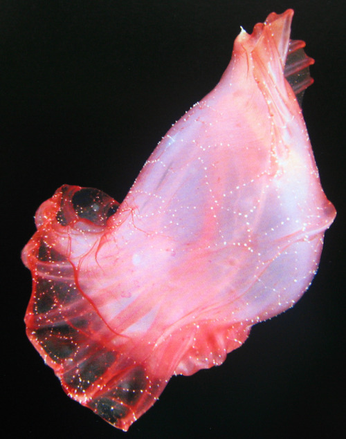 wtxch:Enypniastes eximia (a sea cucumber aka “headless chicken monster”)