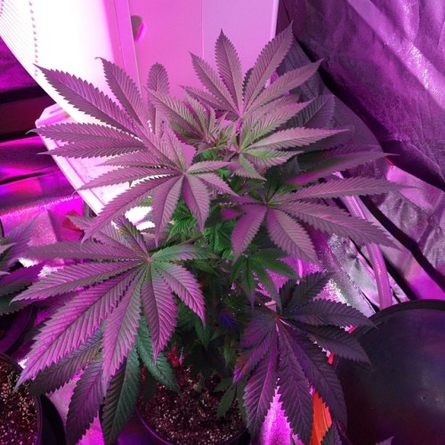 weedporndaily:  by spaceboundanddown http://ift.tt/1wnAZOv