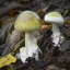 fruiting-body