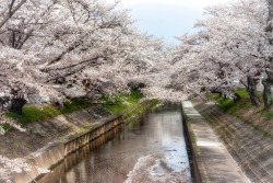 minuga-hana:  River of White by japandave