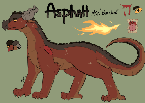 a digital drawing of a grey and red skywing standing and looking off to the side. text above him says "Asphalt aka Blackbird". on the right are doodles of his yellowed teeth, a splash of blood, and a close up of his eye. below the text is a lineless drawing of his fire, which is orange and yellow in colour. his wings are detached in this drawing to show the rest of his body clearly. he has small greyish yellow scales scattered throughout his body. on the far left is his color palette.