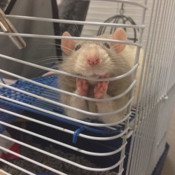 dreaminginstasis:  snowitt:  &ldquo;Sooo, how was your day?&rdquo;  Seriously look at this rat. What a cutie patootie. 