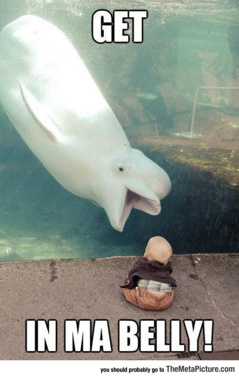 srsfunny:Whale Snack