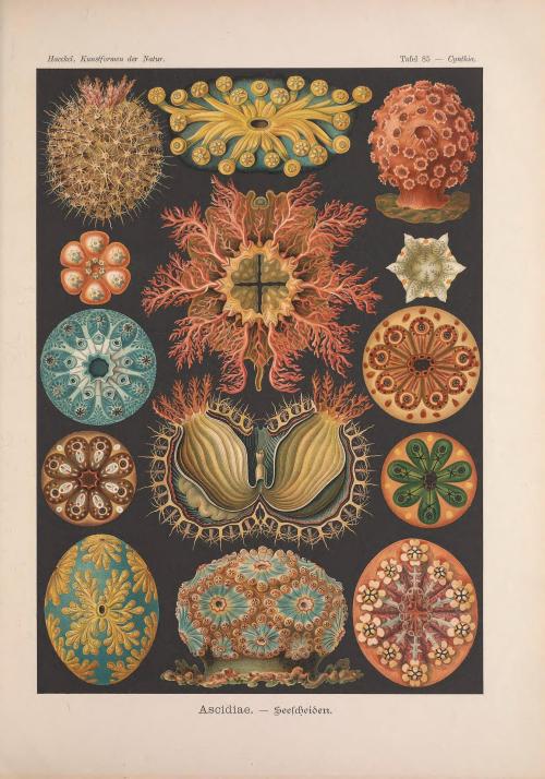 smithsonianlibraries: World Oceans Day gives us the opportunity to share some plates from Kunstforme