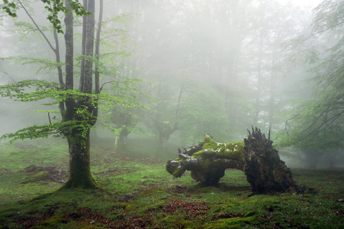 okmoonkid:forest with fog and dead trunk by Mikel Martinez de Osaba on Flickr.