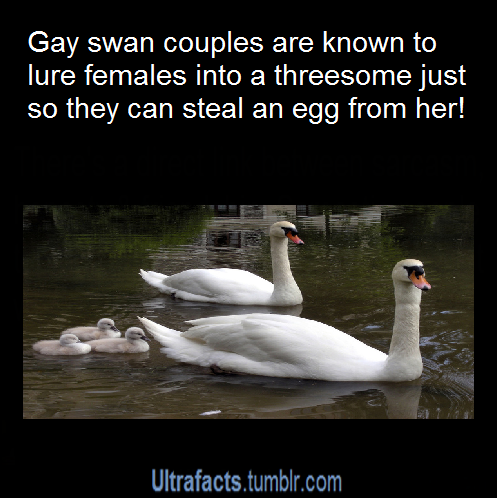 TheGaymerist