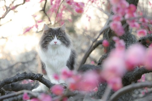 florealegiardini: The plum blossoms are in full bloom now ~ rei0822love