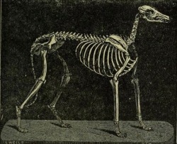 nemfrog:  Greyhound skeleton. British rural