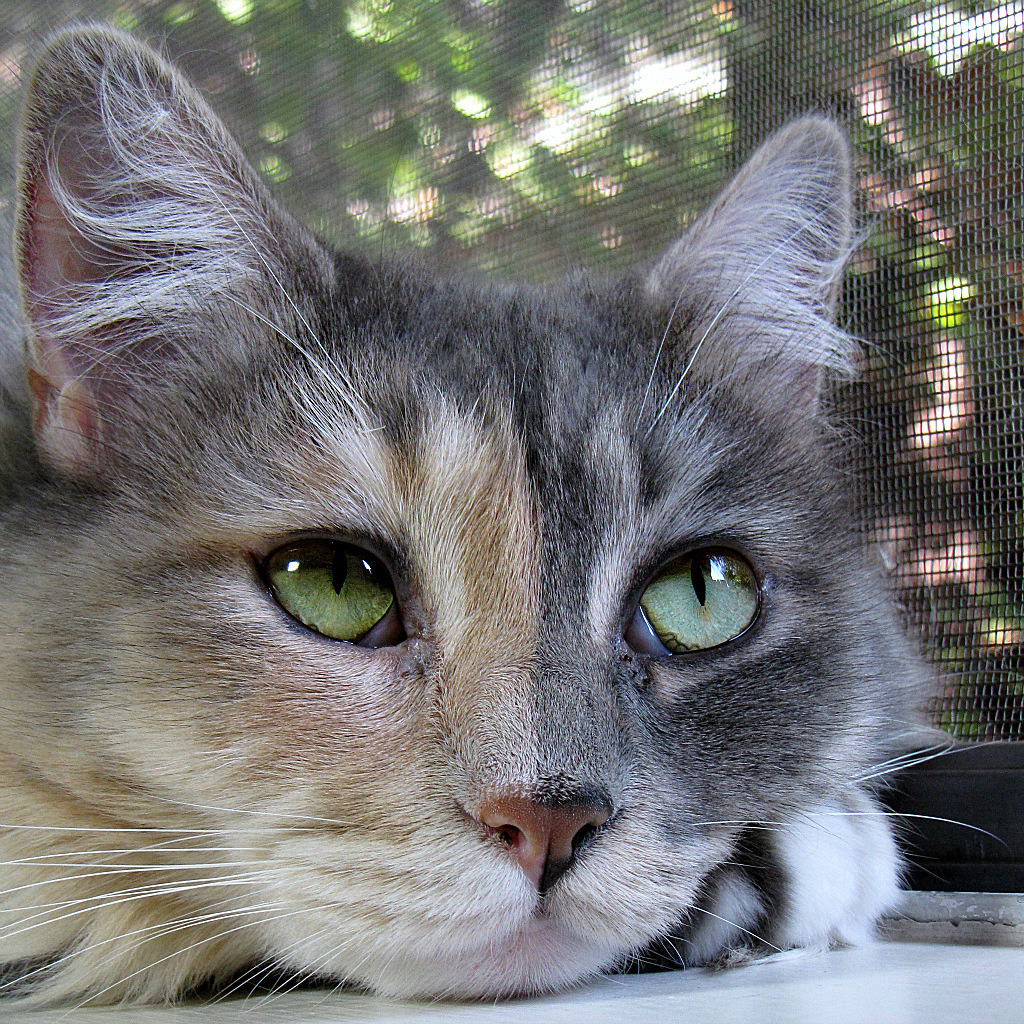 magical-meow:Contemplation ~ ~ ~ (by Trish Hamme)