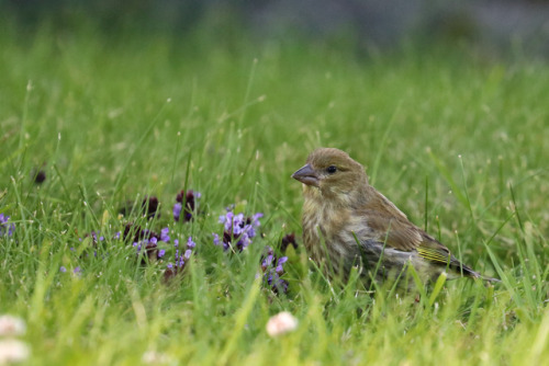 A young greenfinch/grönfink discovering a whole new world.