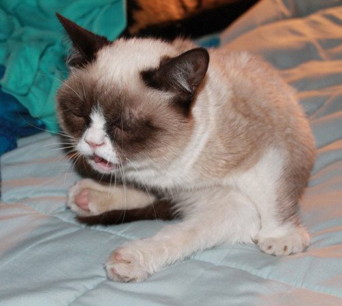 tastefullyoffensive:  Cats About to Sneeze [x]Previously: Cats Taking Selfies 