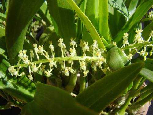  Liparis viridiflora.Orchidaceae: Malaxideae.By Antonio Fernando Olitta. [x]