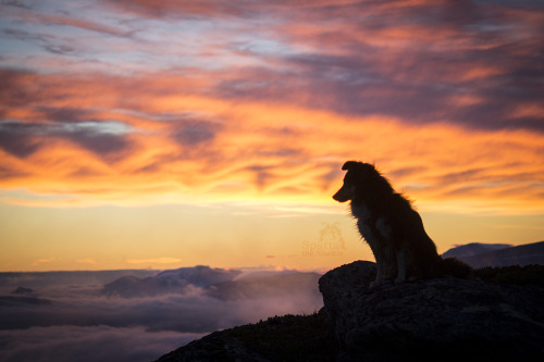 spartathesheltie:Midnight on top of the world