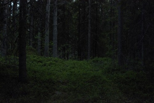 morganathewitch:Into the woods~