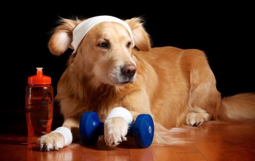 rbmichael:  glutenfreevodka:  I be up in the gym just workin on my fitness he’s my witness  why would a dog need sweatbands 