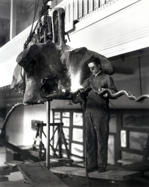 carnegiemuseumnaturalhistory:A Carnegie Museum of Natural History employee welds tail support for Ap