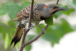 Get a grip (Northern Flicker)