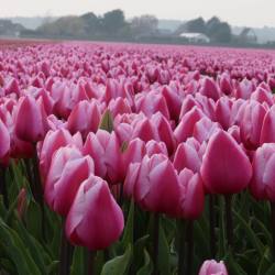 elkaphotography:  The tulip fields in the surrounding area of Noordwijk, extend for miles and the variety of colours are indescribable. Definately worth a visit around 24-27 April, this time of year Holland celebrates the kings birthday, Keukenhof Gardens