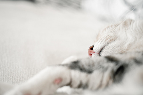 Siesta by r0mc0 on Flickr.