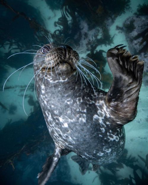 montereybayaquarium: Just your local friendly sea doggo checking in to make shore your Thursday is g