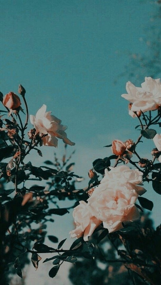 17+ Wallpaper Aesthetic Pictures Of Flowers Gif