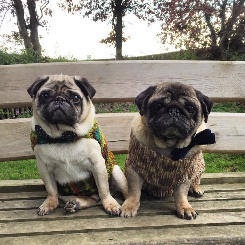 dapperpugs:  via