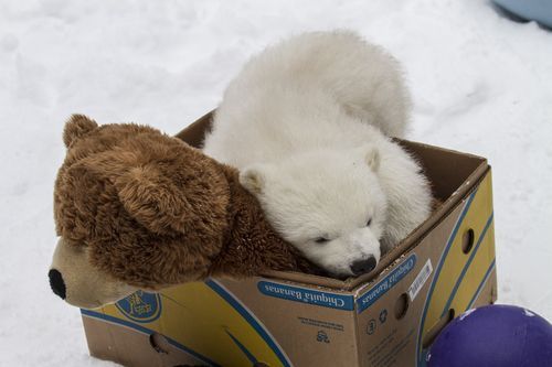 wolverxne:  On March 12, an Inuit hunter shot and killed a female Polar Bear near Point Lay, Alaska. When he realized it was a female, he searched for the den and found young Kali, a 3 - 4 month cub. The hunter then carried the cub to the Department of