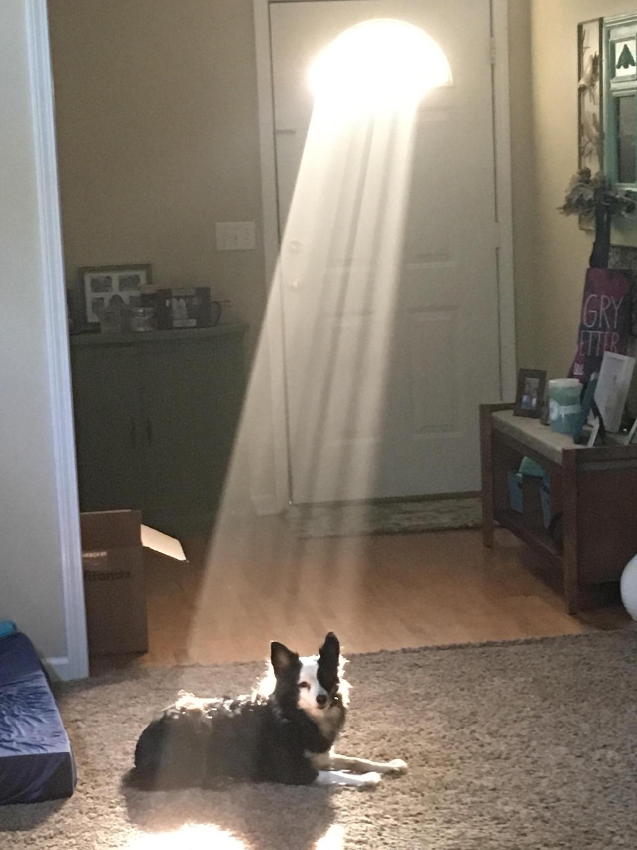 lol-coaster:  The way the sun is shining through the window on my dog.