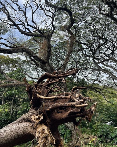 So much damage! @waimeavalleyoahu #waimea #waimeavalley #fun #coolphoto #oahuphotographer #oahuphoto