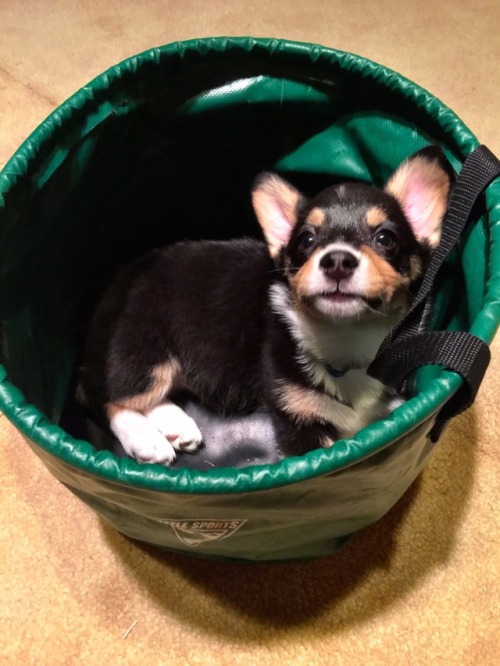 indigothecorgi:  Corg in a box (and other related containers)