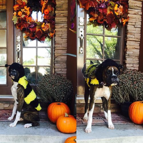 XXX Happy Halloween from my little bumble bee!! photo