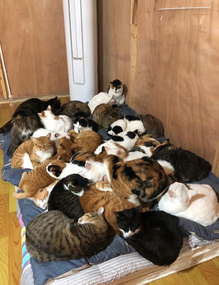 catasters: