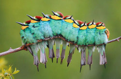 awesome-picz:  Pics Of Birds Cuddling Together For Warmth Will Melt Your Heart 