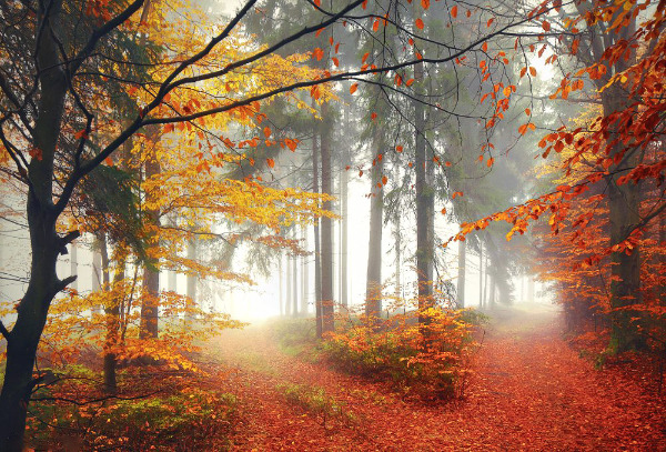 vlynx:  Autumn by Kilian Schönberg 