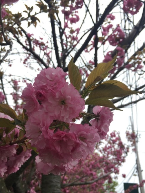 These are blooming everywhere right now!